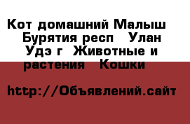 Кот домашний Малыш - Бурятия респ., Улан-Удэ г. Животные и растения » Кошки   